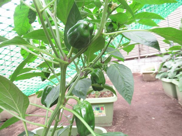 【にじのいるかファーム】夏野菜の５月の様子！！