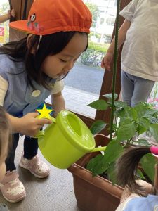 ピーマンの収穫！