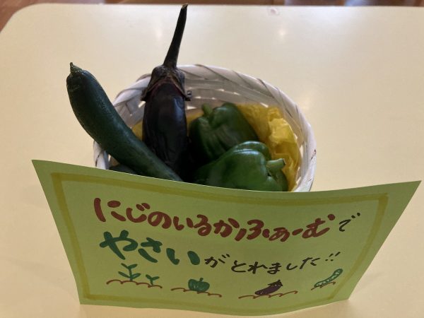 【わかば組】お野菜のお腹の中身って？