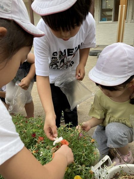 【あか組】マツバボタン🌼を使って…？