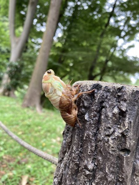 教育の森　だいち組