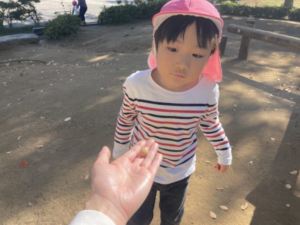 どんぐりの形が違うよ？