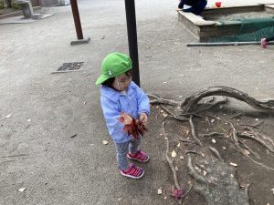 何の葉っぱかな？