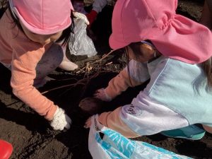 どこかなぁ？自分たちで育てたさつまいも