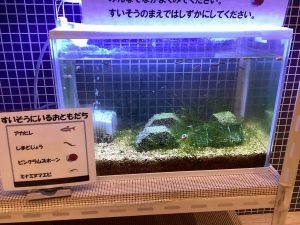 小さな水族館