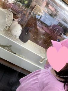 ぴょんぴょん
