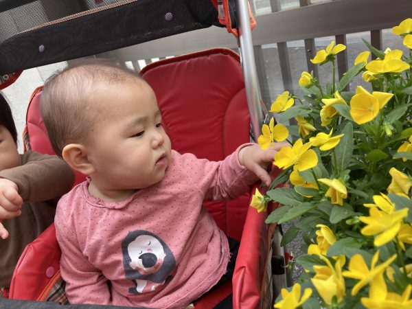 【あお組】きれいなお花🌸