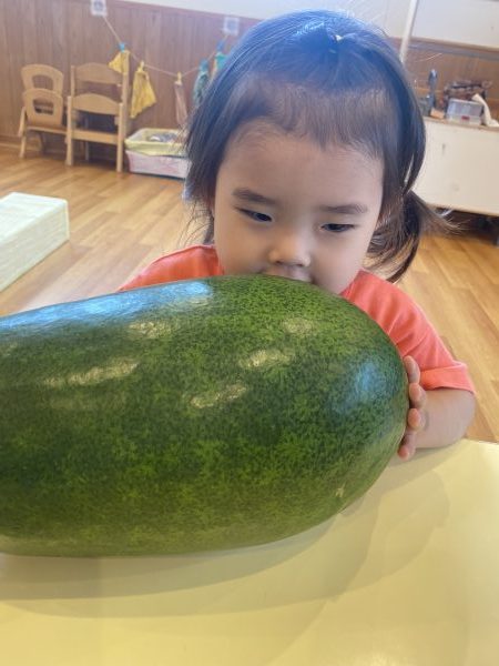 【わかば組】（食育）冬瓜に触れてみよう☆