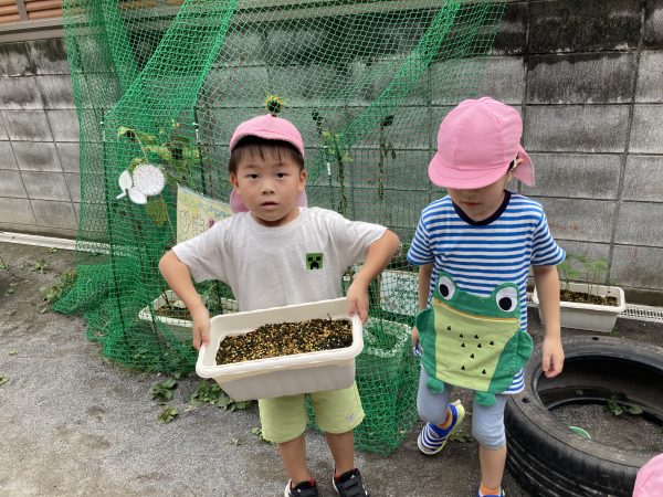 【食育】夏野菜が終わりました。