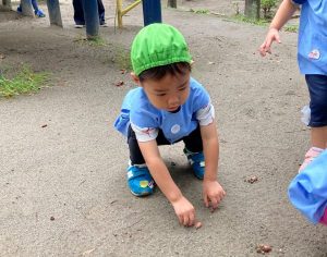 どんぐりがたくさん！