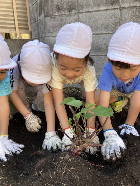 【幼児クラス：食育】お芋ほりをしたよ！