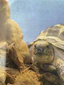 ロシアリクガメの飼育