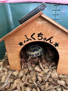 今日のふくちゃん
