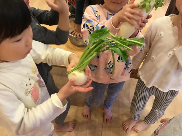 だいこんとかぶを触りました（幼児組）