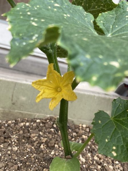 【幼児】苗植え