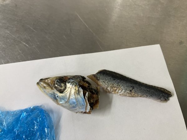【給食】にぼしを食べる正体は・・・