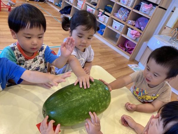 【給食】夏野菜の冬瓜に触れる