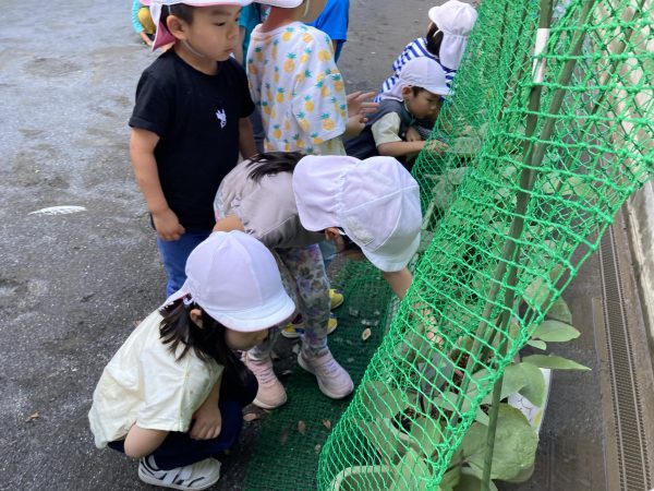 【幼児】野菜収穫