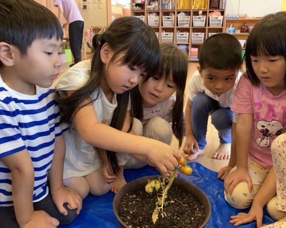 【5歳児】トマトの収穫