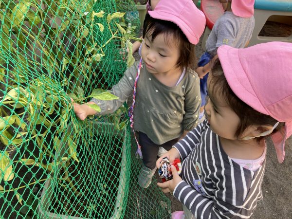 【わかば組】戸外あそび