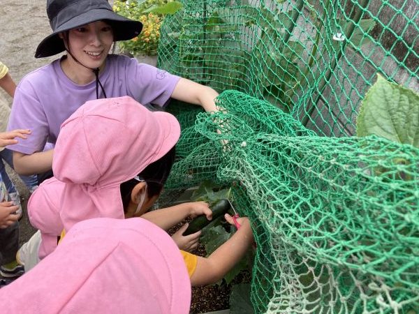 【幼児】夏野菜収穫！！