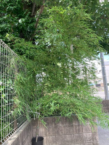 ささのは、さ～らさら～