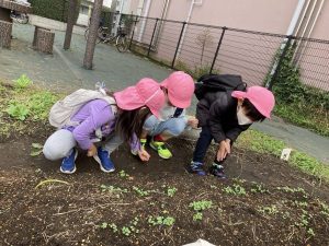 芽が出たよ☆