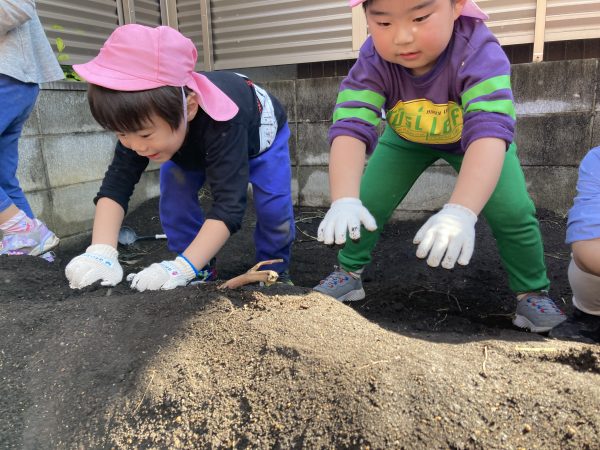 【幼児】さつまいも収穫