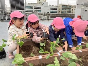 栽培活動